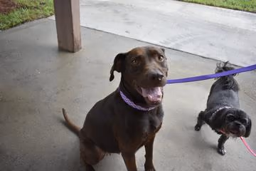 Dog Park at Southern Recreation Center